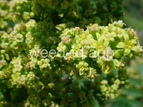 sumac, smooth